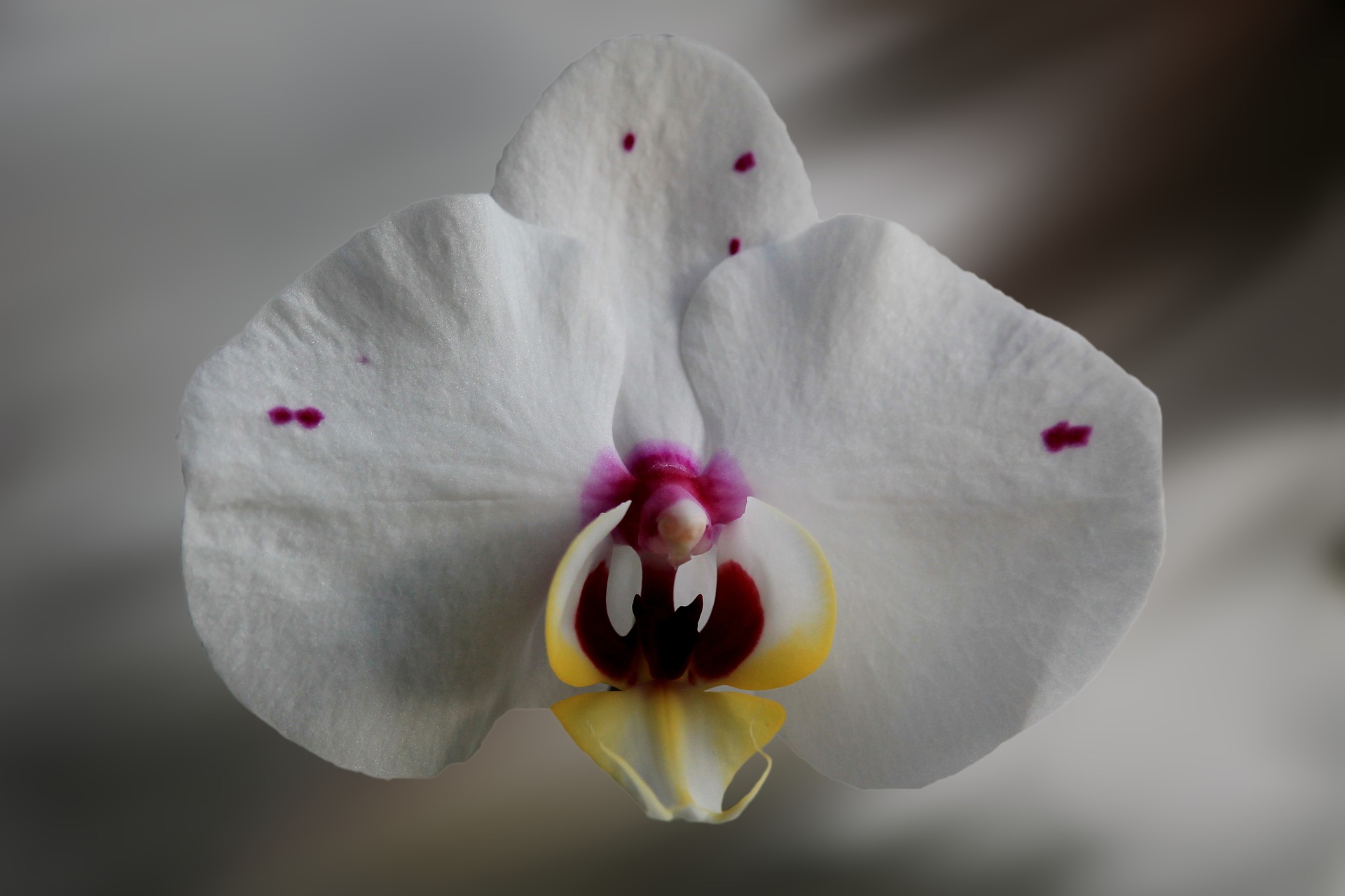 orchidea-genitali-donna-masturbazione