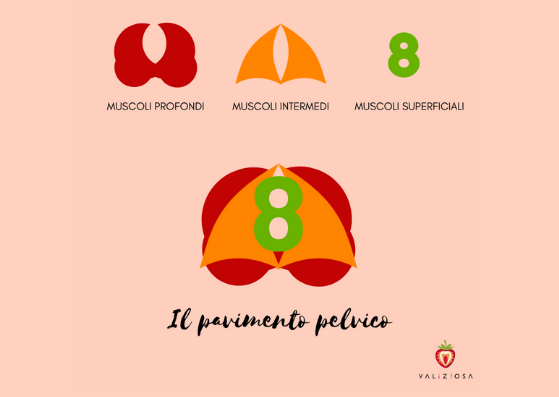 muscoli-pavimento-pelvico